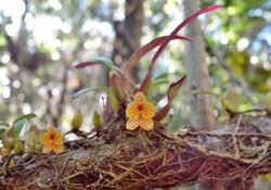 Bulbophyllum analamazoatrae imported from iNaturalist photo 120580063 on 21 April 2022.jpg