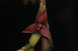 Bulbophyllum sagemuelleri , Raab Bustamante.png