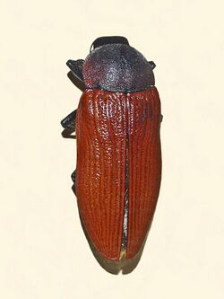 Buprestidae - Temognatha heros.JPG