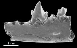 Bustylus marandati lower jaw fragment.jpg