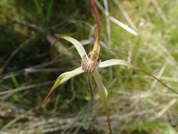 Caladenia exilis exilis.jpg