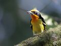Capito auratus - Gilded barbet (male); Rio Branco, Acre, Brazil.jpg