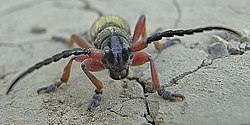 A close up photo of a beetle with red legs, long black antenna and a greenish abdomen. The insect is standing on grey cracked cement.