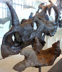 Centrosaurus apertus.jpg