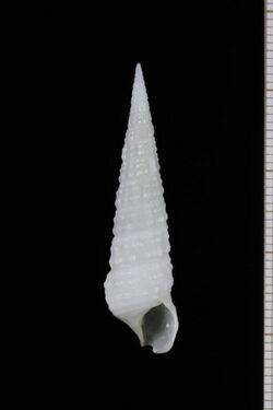 Cerithium flemischi (MNHN-IM-2013-64123).jpeg