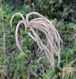 Chloris canterae (20666772411).jpg