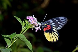 Close wing posture nectering of Delias acalis Godart, 1819 – Redbreast Jezebel WLB DSC 5306.jpg