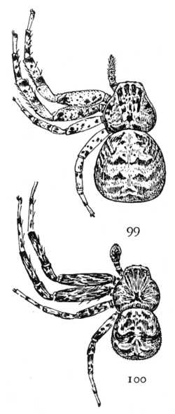 Common Spiders U.S. 099-100.png