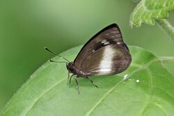 Common flash (Hypophytala hyettoides) underside.jpg