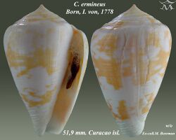 Conus ermineus 3.jpg