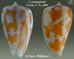 Conus petergabrieli 2.jpg