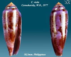 Conus viola 2.jpg