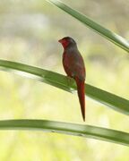 Crimson Finch (Neochmia phaeton) - Flickr - Lip Kee.jpg
