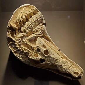 Crocodylus spenceri fossil, Tellus Science Museum.jpg