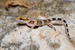 Cyrtodactylus samroiyot, Sam Roi Yot bent-toed gecko - Khao Sam Roi Yot National Park (35827992064).jpg