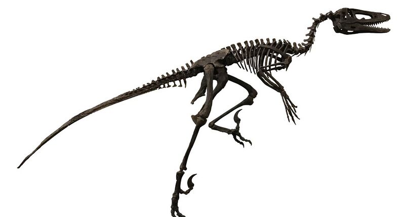 File:Dakotaraptor (white background).jpg
