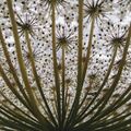 Daucus carota (Queen Anne's lace) umbel down view
