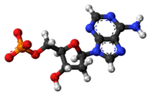 Ball-and-stick model of the deoxyadenosine monophosphate anion