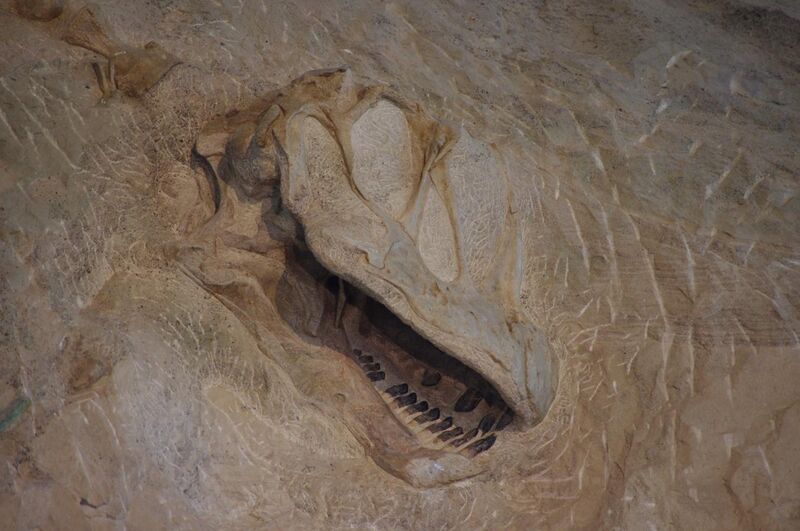 File:Dinosaur National Monument Camarasaurus.jpg