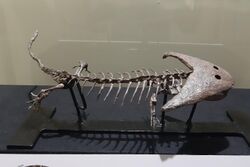 Diplocaulus fossil, in Musée d'Histoire naturelle et Vivarium, Tournai.jpg