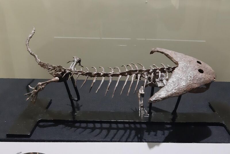 File:Diplocaulus fossil, in Musée d'Histoire naturelle et Vivarium, Tournai.jpg
