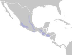 Distribution.lampornis.amethystinus.png