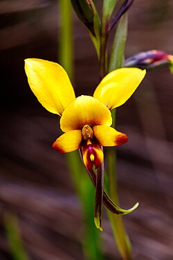 Diuris perialla.jpg