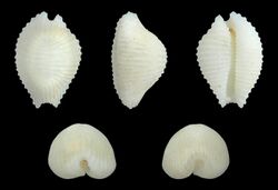 Dolichupis producta 01.JPG