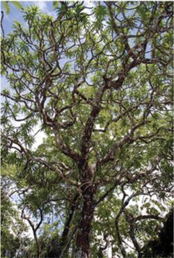 Dracaena kaweesakii from below.jpg