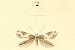 Elachista squamosella.png