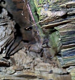 Emesaya brevipennis (thread-legged assassin bug feeding on a fly) (Tener Mountain Rt. 32 roadcut, southern Ohio, USA) 2 (17250569821).jpg