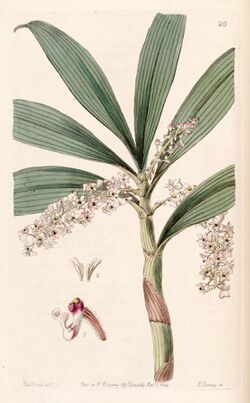 Eria floribunda - Edwards vol 30 (NS 7) pl 20 (1844).jpg