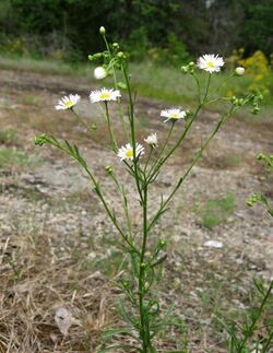 Erigeron strigosus.jpg