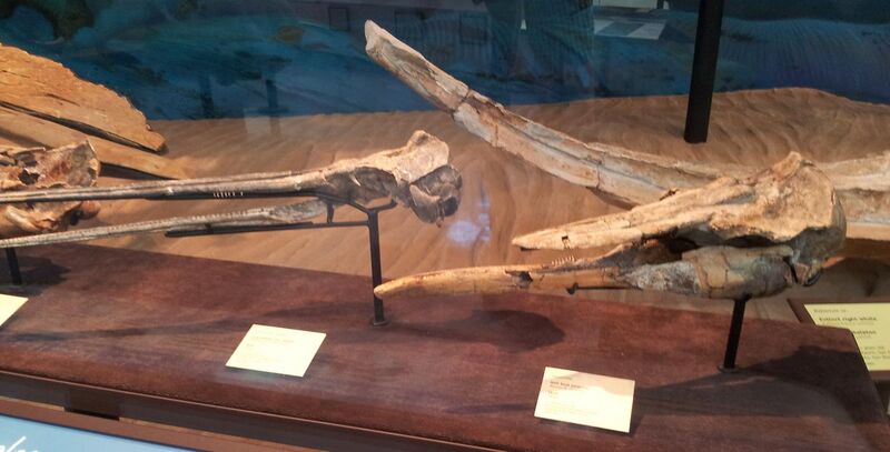 File:Fossil whales.jpg