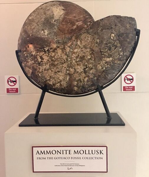 File:Fossilized Ammonite Mollusk displayed at Philippine National Museum.jpg
