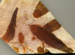 Glossopteris fossil seed fern leaves in claystone (Illawarra Coal Measures, Upper Permian; Dunedoo area, New South Wales, Australia) (15448560516).jpg