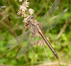 Gomphus lividus.jpg