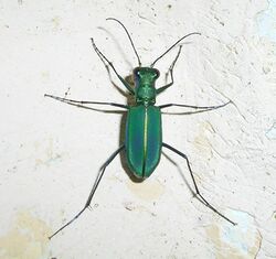Green tiger beetle.jpg