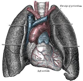 Heart-and-lungs.jpg
