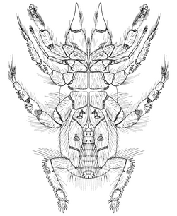 Hexisopus fodiens ventral.png