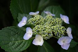 Hydrangea anomala, May 2016.jpg