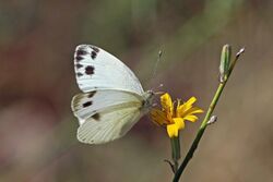 Krueper's small white (Pieris krueperi) Bulgaria.jpg