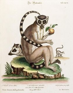 An old drawing of a ring-tailed lemur seated eating fruit, along with a profile view of the head and body