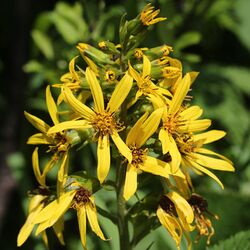 Ligularia fischeri (flower s2).JPG