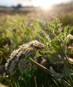 Lomatium macrocarpum 1.jpg