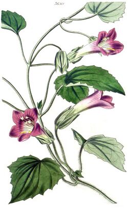 Lophospermum scandens – Curtis 65 pl. 3650.jpg