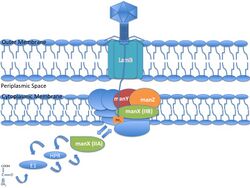 MANXYZ permease Step 10.jpg