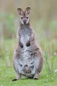 Gray wallaby