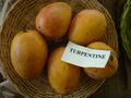 Mango Turpentine Asit fs8.jpg