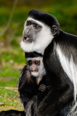 Mantelaffe-mit-Baby-Zoo-Muenster.jpg